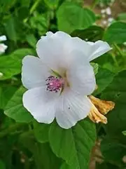 Marshmallow 100 Seeds Althaea officinalis Herbal Tea Bees