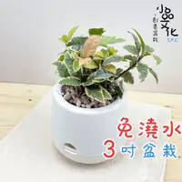 在飛比找蝦皮購物優惠-【小品文化】斑葉黃金萬兩【現貨】3吋雪胖免澆水盆栽 懶人盆栽