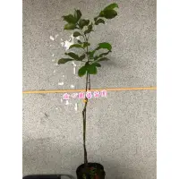 在飛比找蝦皮購物優惠-R191紅毛丹｛嫁接苗｝馬來品種