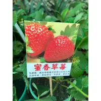 在飛比找蝦皮購物優惠-蜜香草莓5吋盆一棵200 為豐香、香水草莓雜交培育出的新品種