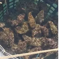 在飛比找蝦皮購物優惠-河豚皮 六班刺河豚皮 600公克500元