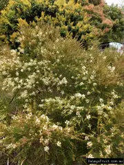 Buy Claret Tops Melaleuca Trees (Melaleuca linariifolia)