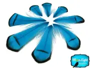 Pheasant Feathers, Blue Lady Amherst Pheasant Tippet Feathers - 1 Dozen
