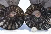 2959 Cut Split PAIR Ammonite Deep Crystal Cavity 110myo Fossil 132mm XLARGE 5.2"