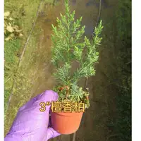 在飛比找蝦皮購物優惠-花草巷弄 3吋盆 / 檀香柏 / 觀葉植物 / 小品盆栽