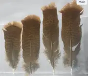 12 Grade #2 Eastern Wild Turkey Pre-Tail Skirt Feathers
