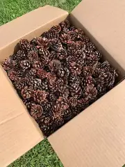 Jack Pine Cones, Maroon Colored 800 cones