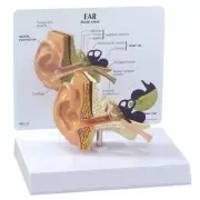 Ear Human GPI Anatomical Model LFA #2250 Make Us an Offer! SEE VIDEO