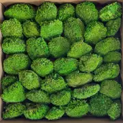 Blooms of Joy 700g Light Green Ball Moss Mini