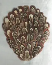 Natural Almond/Brown/Copper Pheasant Feather Pad 4.5"x5" Crafts / Millinery