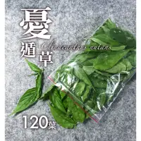 在飛比找蝦皮購物優惠-優遁草 憂遁草 沙巴蛇草  鱷嘴花  120葉不含莖梗［自行