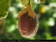 Passionfruit Toms Special Tree - Passiflora edulis