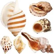 Gadpiparty 6 Pcs Medium and Large Hermit Crab Shells Turbo Seashells Pearl Turbo Seashell for Small to Medium Crabs Sea Shell for Beach Decor Hermit Crab Supplies