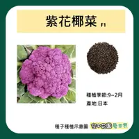 在飛比找蝦皮購物優惠-【台灣出貨 電子發票】紫花椰菜 種子 20顆 菜籽 種子 花