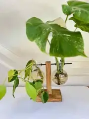 Plant Propagation Station Bulb Glass