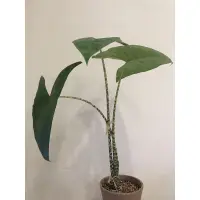 在飛比找蝦皮購物優惠-Alocasia Zebrina 斑馬觀音蓮(穩定成熟株，不