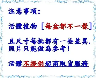 活體 [ 3吋盆大捕蚊草 捕蠅草 ] 食蟲植物 3吋盆栽 送禮小品盆栽 ~ 需光線充足環境