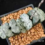 08/13 玉扇實生 多肉植物 阿福花科 十二卷屬 創畝多肉