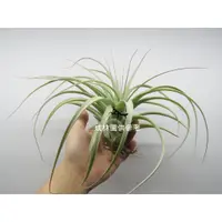 在飛比找蝦皮購物優惠-空氣鳳梨 霸王鳳X空可樂 Tillandsia xerogr