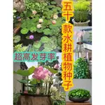 🧶🧶【50款水耕植物種子】水耕植物大全 碗蓮 睡蓮 銅錢草風信子水培文竹 四季庭院陽台盆栽裁種 懶人必備水培植物花卉種子