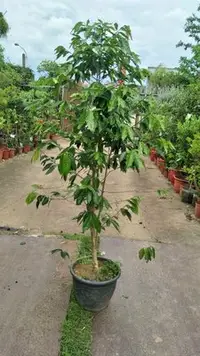在飛比找Yahoo!奇摩拍賣優惠-元茂園藝龍潭園區-新貨上架 咖啡樹 六年盆栽