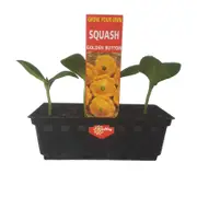 Punnet Golden butter Squash - Cucurbita maxima - Grow Your Own Range