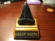GREAT WHITE SHARK TOOTH 2 1/2" X 2 1/2 DISPLAY STAND ENGRAVED Tooth Not Included