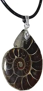 Conch Shell Necklace | Natural Conch Snail Fossils Ammonite Necklace,Seashell Charm Valentine's Day Women Men Wynott