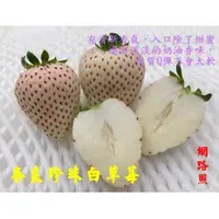 在飛比找蝦皮購物優惠-尚未開花結果 [奈良珍珠白草莓盆栽 日本白草莓盆栽 粉白草莓