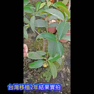 馬仕特山竹嫁接苗 陀螺山竹