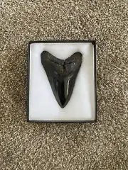 Megalodon Shark Tooth