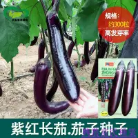 在飛比找蝦皮購物優惠-🌱🥬紫紅長茄種子 農場菜園早熟綠白色細嫩長茄子種子 蔬菜種子