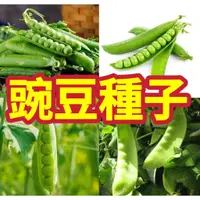 在飛比找蝦皮購物優惠-免運【甜豌豆種子】  荷蘭豆種子  豌豆種子 四季播種  甜