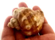 %100 Natural Sea Snail Shells Suitable For Crafts And Decoration, 33 Grams