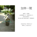 心栽花坊-加林一號酪梨/B花/4吋/嫁接苗/水果苗/酪梨品種/售價300特價250