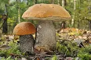 Leccinum Versipelle Mycelium Mushroom