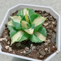 在飛比找蝦皮購物優惠-🌵✧植得栽✦【厚葉王妃雷神黃中斑】Agave Maguey 