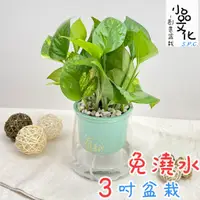 在飛比找蝦皮商城優惠-【小品文化】黃金葛【現貨】3吋山形盆 懶人盆栽 免澆水盆栽 