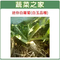 在飛比找樂天市場購物網優惠-【蔬菜之家】C12.迷你白蘿蔔種子 (共兩種包裝可選)