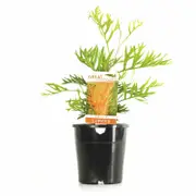 140mm Grevillea Superb - Grevillea bipinnatafida x Banksii