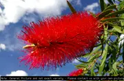 Callistemon - Tangerine Dream, Callistemon sp.