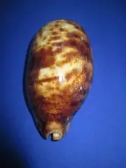 GIANT Cypraea testudinaria,139mm length(5.472 inch)-Nice color-Nature-Beautiful