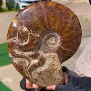 2.23LB Rare! Natural Tentacle Ammonite FossilSpecimen Shell Healing Madagascar
