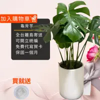 在飛比找蝦皮商城精選優惠-龜背芋盆栽八吋水泥盆 開幕送禮 室內植物 觀葉植物 開幕盆栽