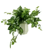 Creative Displays Green Nepth Plant Arrangement In Ceramic Vase