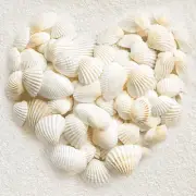 0.68LB100pc+ Small Sea Shells White Small Tiny Sea Shells Clam Shells Bulk Na