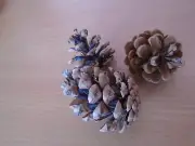 9 pcs pine cones from the pine tree untreated, home decore, crafts, Chrtistmas
