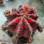 繪木🌵售側芽 光輝 緋牡丹錦 裸萼球屬 仙人掌 多肉植物 GYMNOCALYCIUM MIHANOVICHI