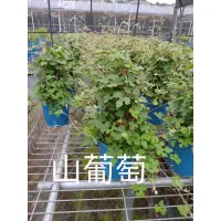 在飛比找蝦皮購物優惠-小本山葡萄Formosa Vitis