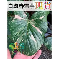 在飛比找蝦皮購物優惠-春雪芋 白斑 斑葉 心葉 植物 雨林 好種 觀葉 春雪芋﹝C